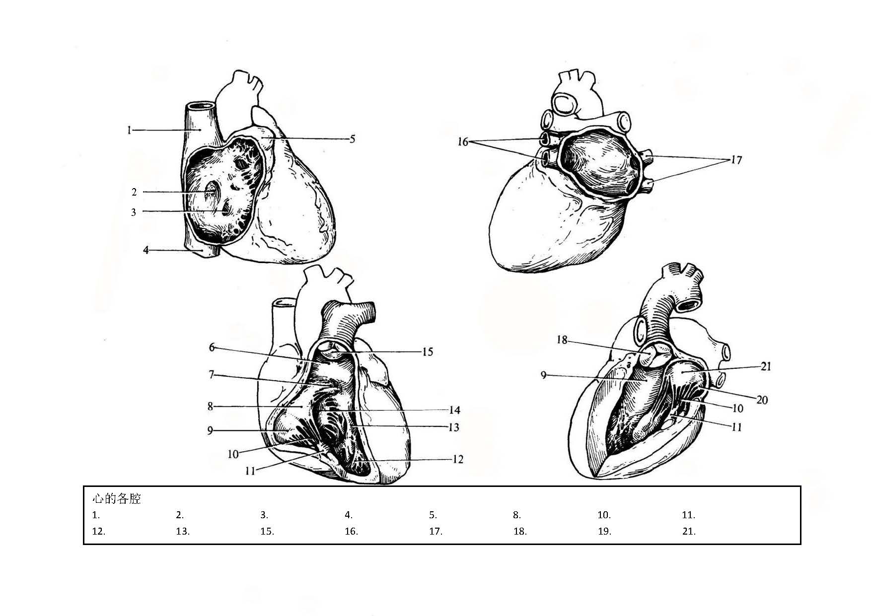 解剖考试图_页面_20.jpg