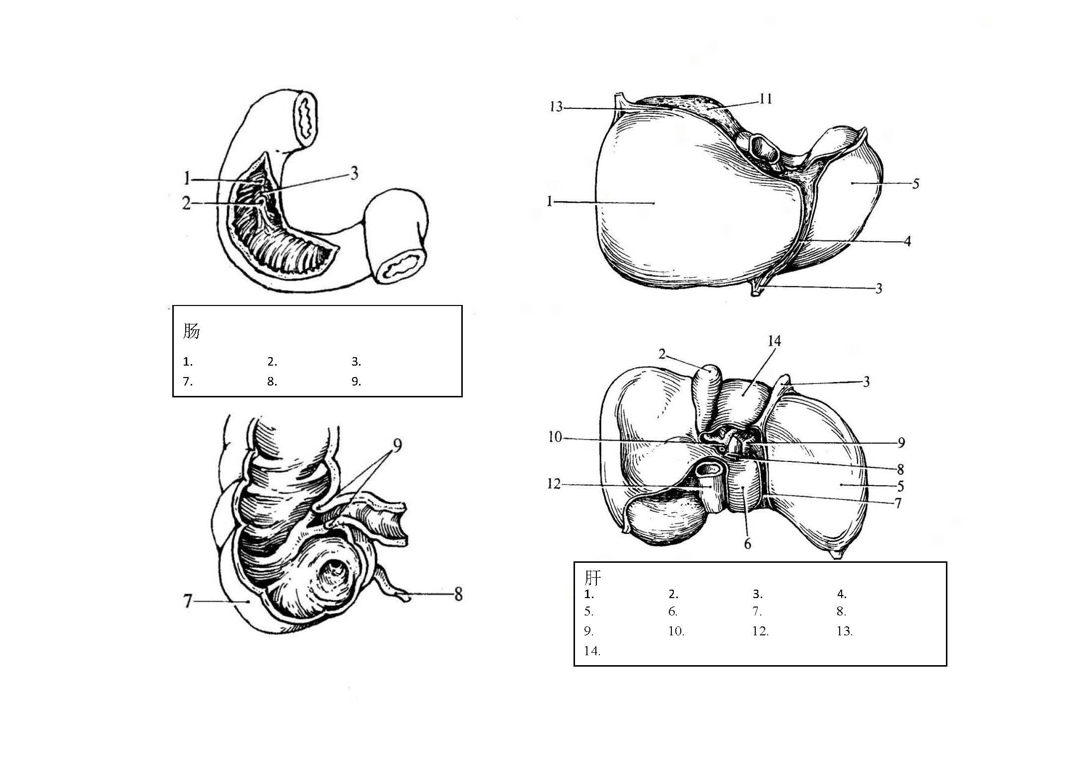 解剖考试图_页面_12.jpg